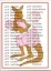 1991-92 Kayo Boxing Cards Pack – Round One Premier Edition